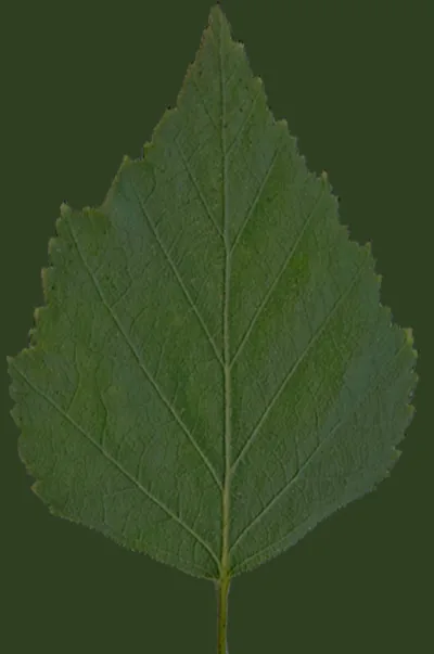 VizPeople Free 3d Models Birch Trees: imagem 3D e narrativa para defender melhor a ideia - imagem 1