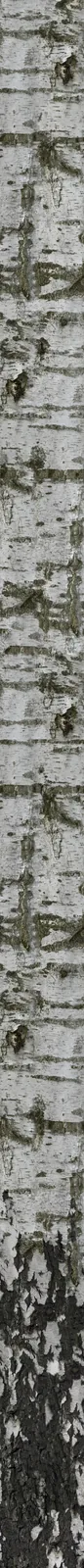 VizPeople Free 3d Models Birch Trees: imagem 3D e narrativa para defender melhor a ideia - imagem 2