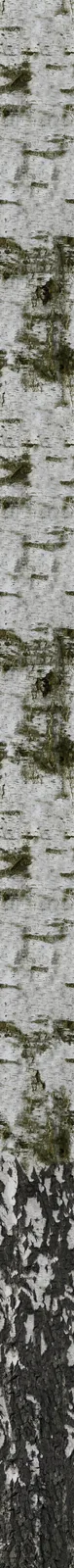 VizPeople Free 3d Models Birch Trees: imagem 3D e narrativa para defender melhor a ideia - imagem 3