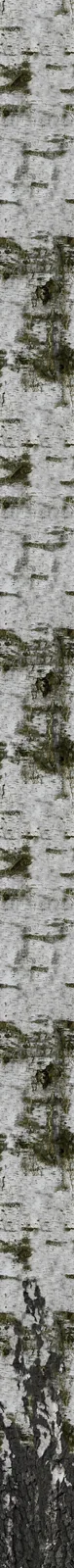VizPeople Free 3d Models Birch Trees: imagem 3D e narrativa para defender melhor a ideia - imagem 4